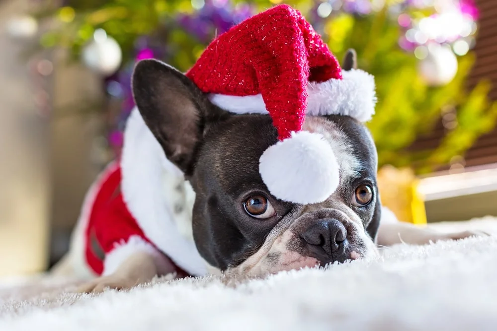 A French bulldog in a Santa costume lays indoors resting their mouth on the floor as their red Christmas hat droops over their head. 