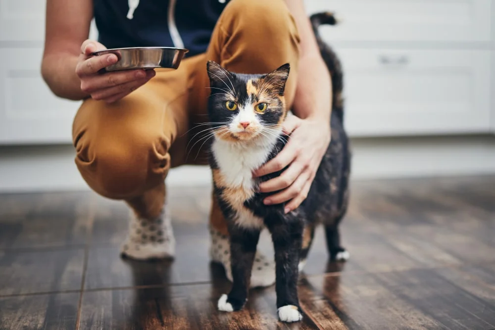 A calico cat stands at their owner's feet in a kitchen looking into the camera as the owner holds a food bowl. 
