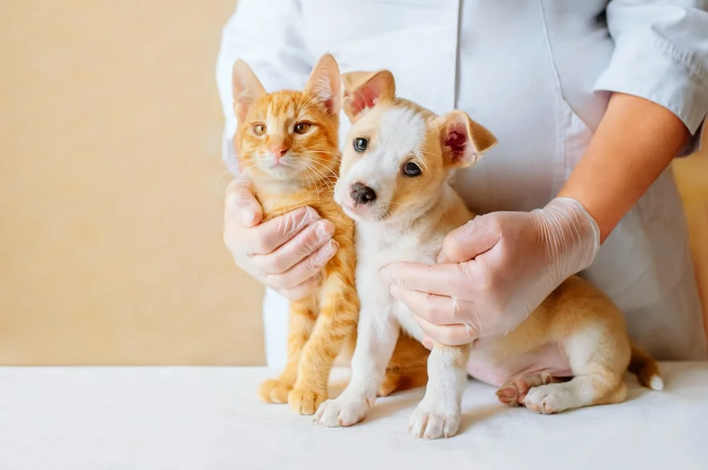 A veterinarian holds an orange cat and a puppy next to each other on a table.