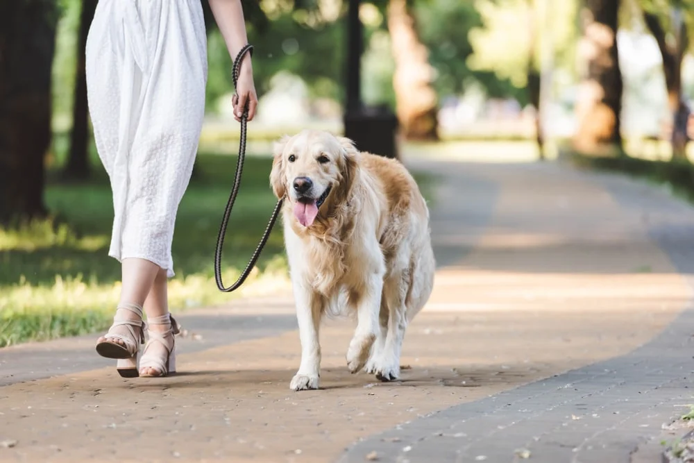 A golden lab walks on a path beside their owner in a park.
