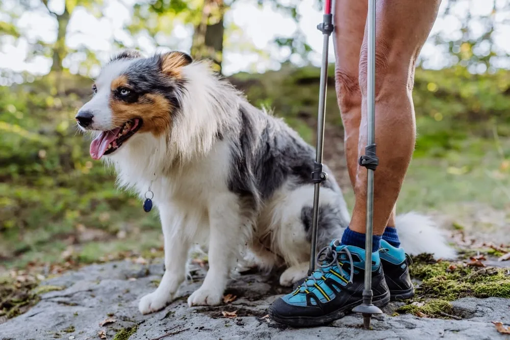 An Australian shepherd sits on a muddy trail beside their owner.