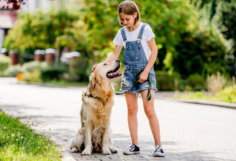 A yellow lab sits beside a child outdoors on a sunny day.