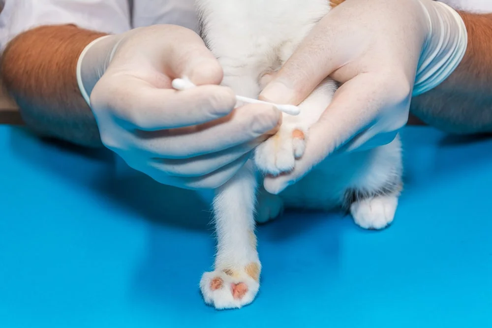 Applying ointment to a cat