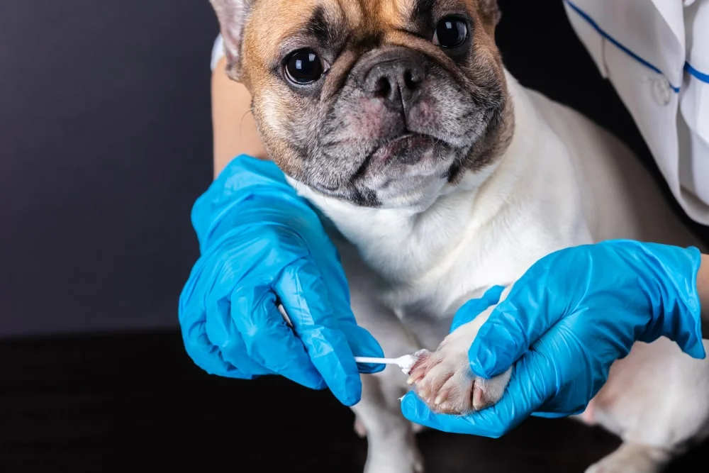 can you use neosporin on french bulldogs?