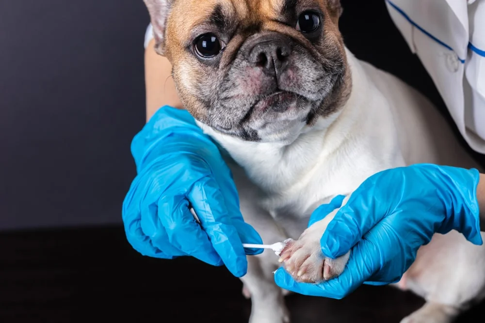 Dog at the vet getting ointment put on their paws