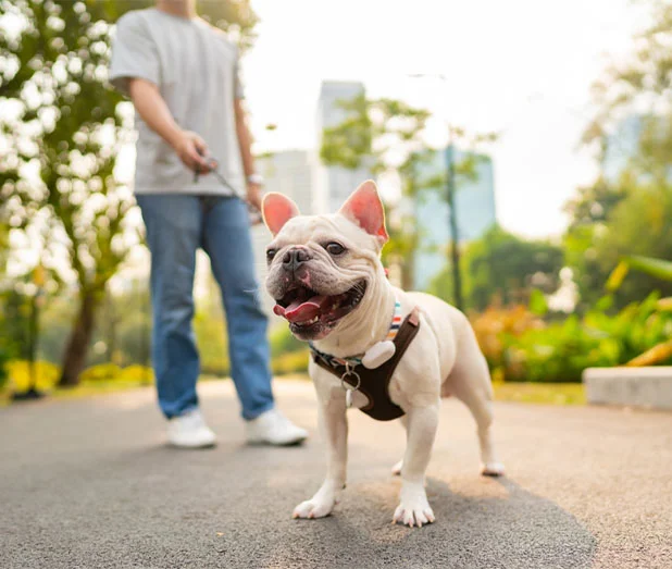 A god on a leash in the park