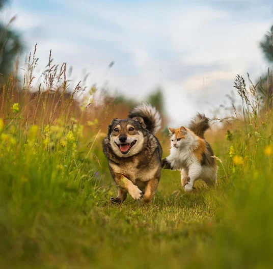 two dogs running through the field