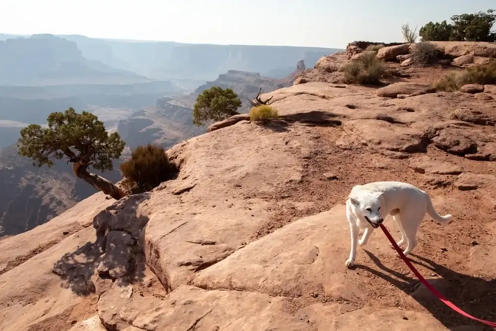 Dog exploring the New Mexico canyons