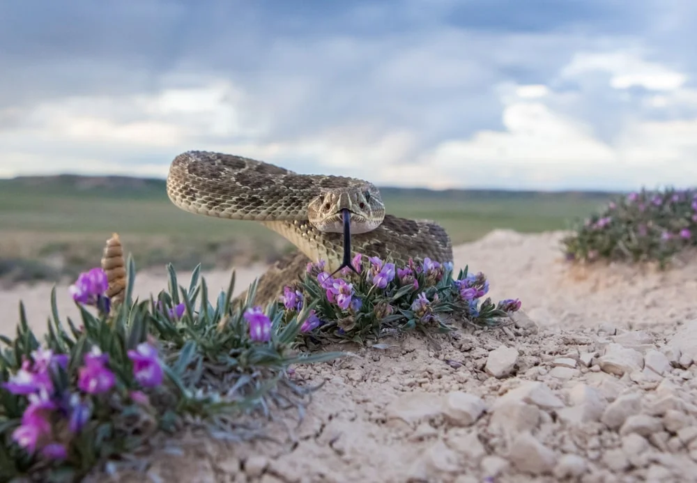 A prairie rattlesnake coils in wait among purple flowers.