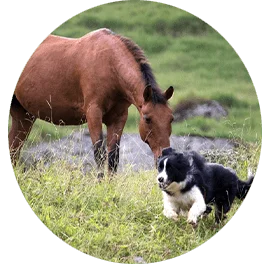 Dog and a horse