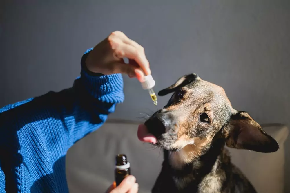 Owner giving their pet dog oil