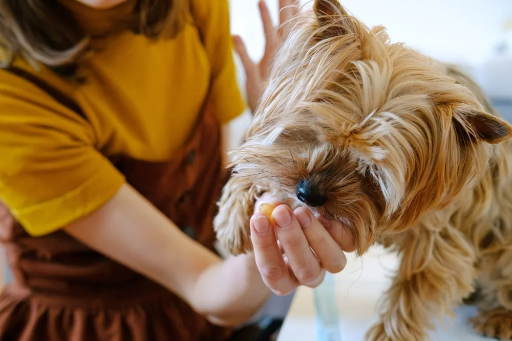 Dog being fed medicine