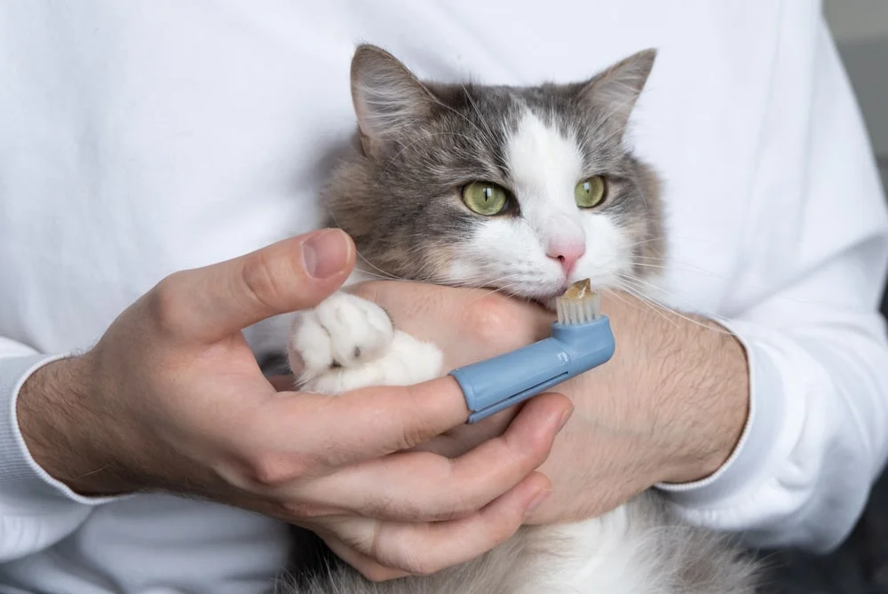 A pet parent holds a fingertip toothbrush up to their gray and white cat.