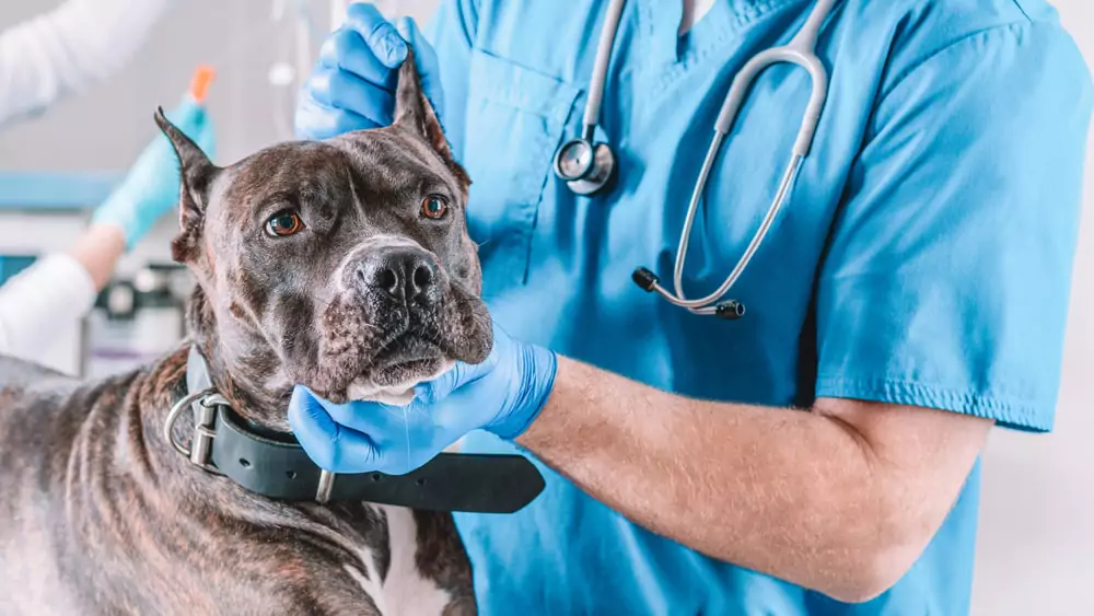 Vet examining a dog