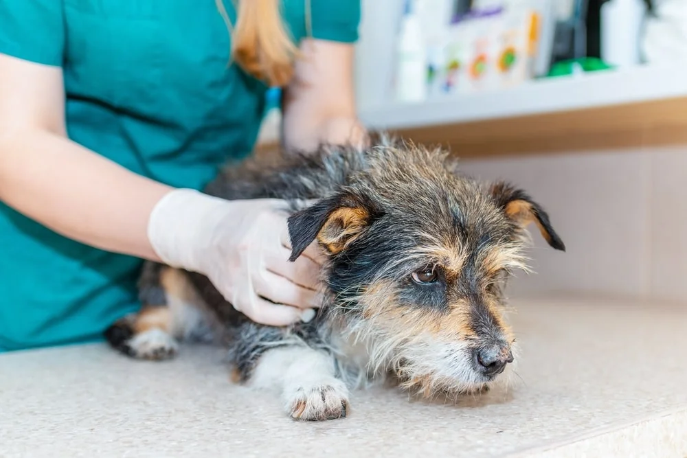 A veterinarian holds a small dog still on an exam table.