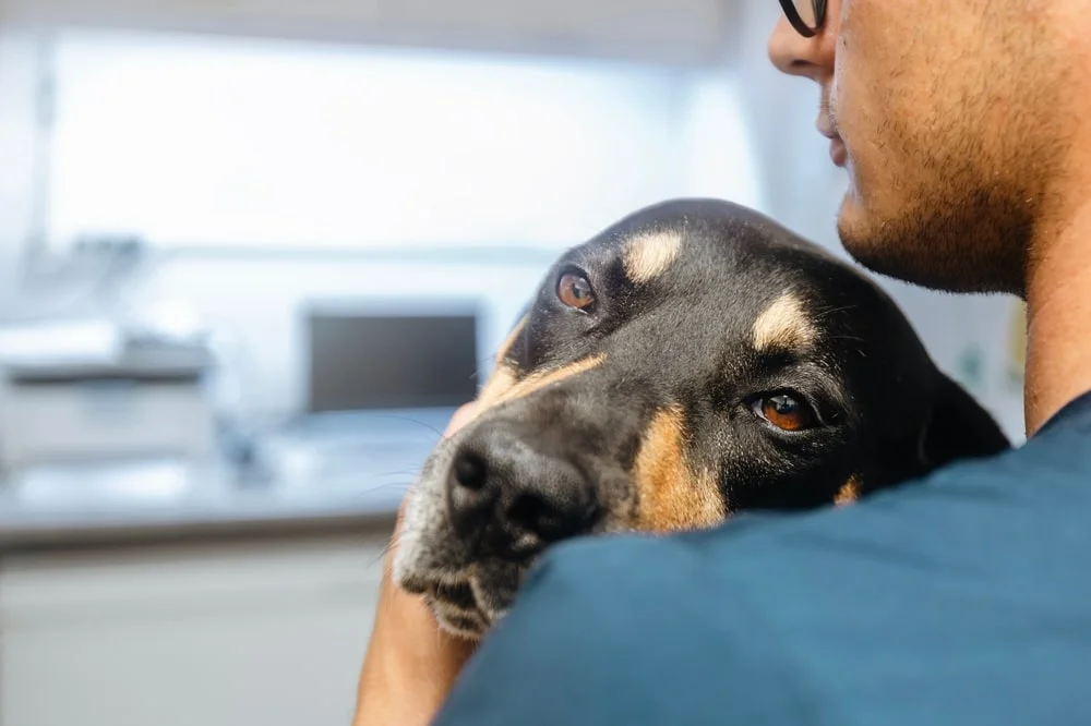 Vet hugging a dog
