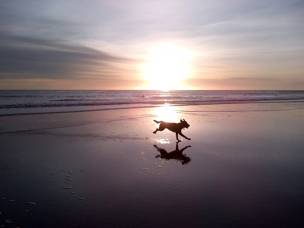 Dog running on the beach at dawn