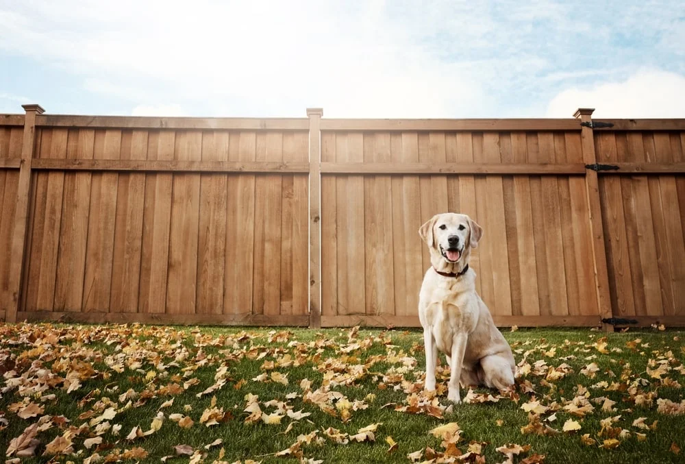 Dog sitting in the backyard infront of a fence