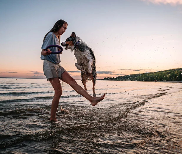 Dog jumping on the beach with a woman holding a dog toy