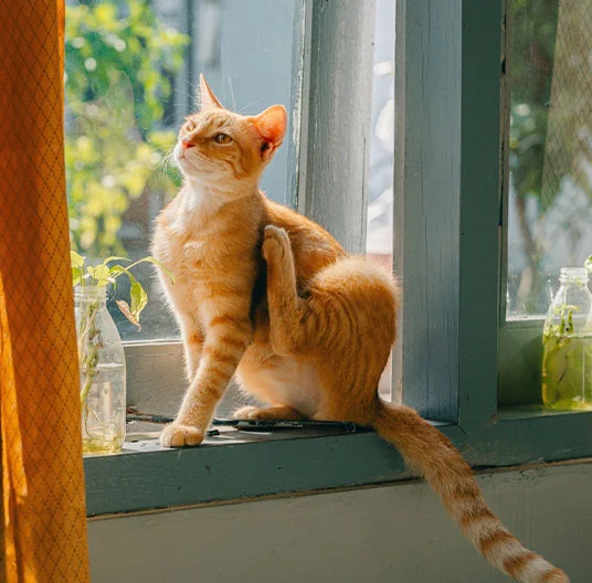 Cat by the window