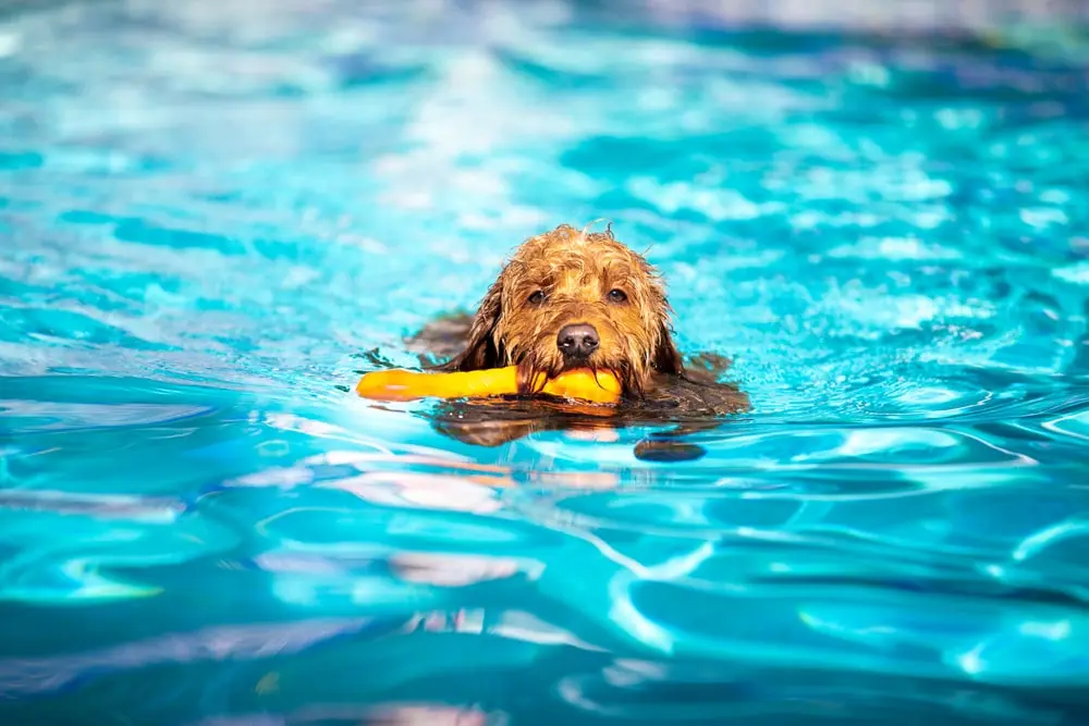 goldendoodle swimming in a pool with a dog toy in their mouth.