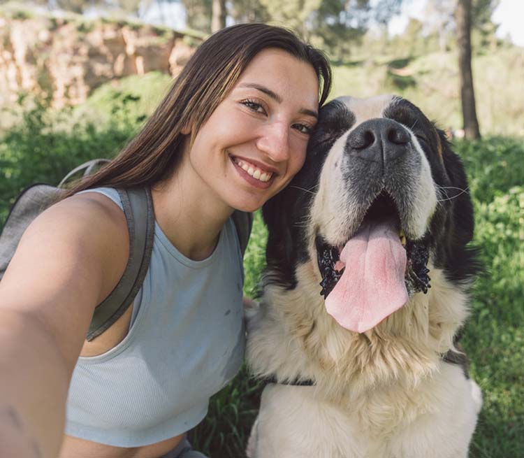 shih-poo puppy on a couch