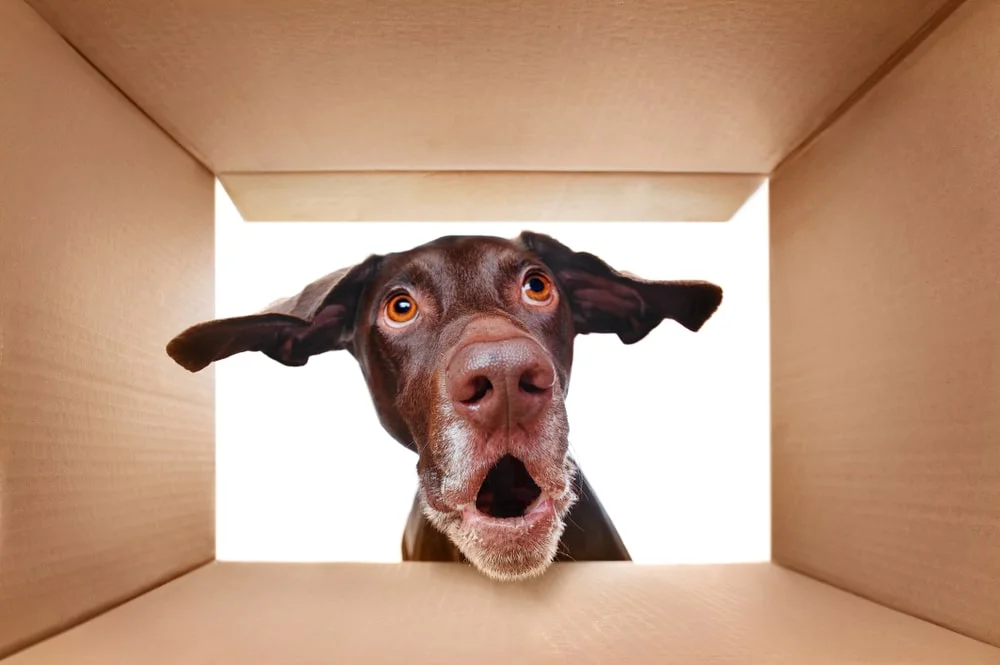 Pointer looking into a cardboard box.