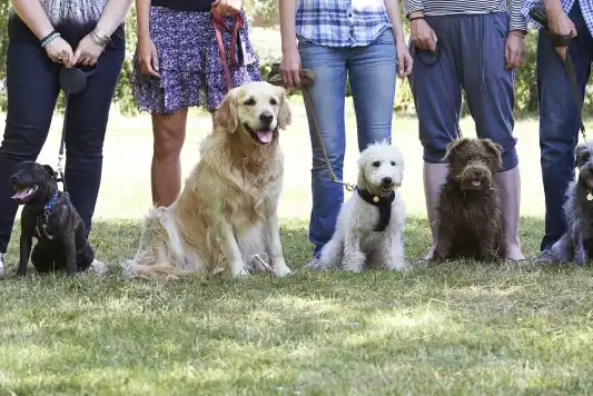 A lineup of leashed dogs sit on grass at the feet of their owners.