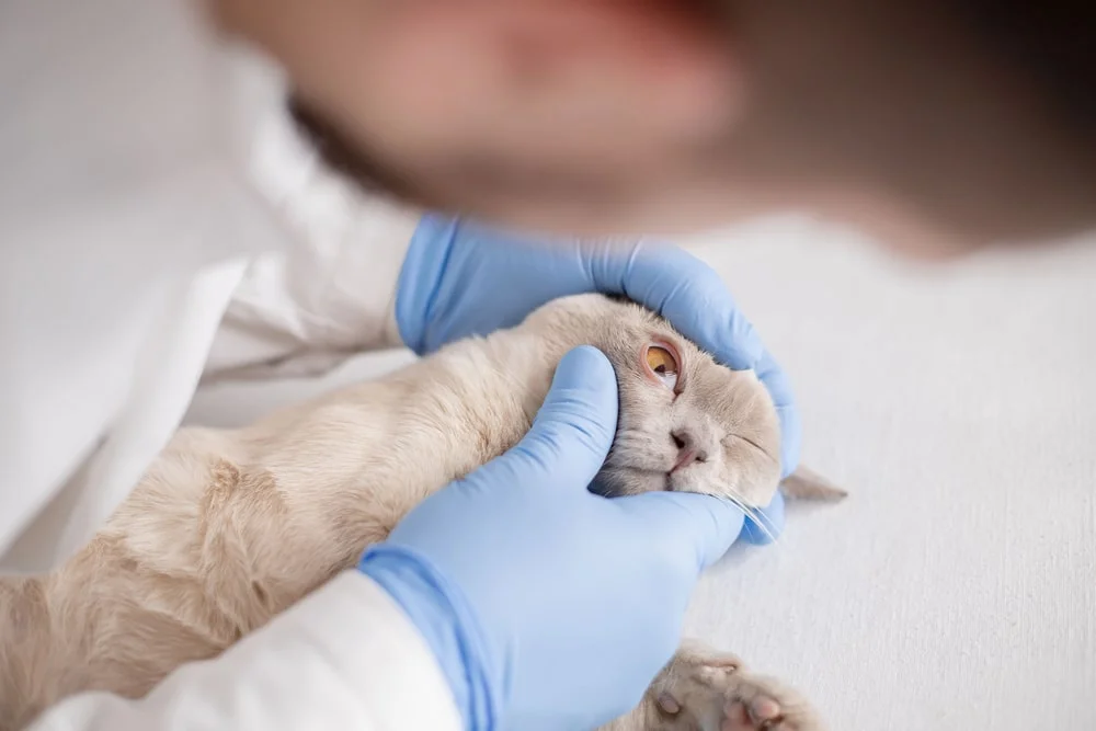 cat having their eye examined