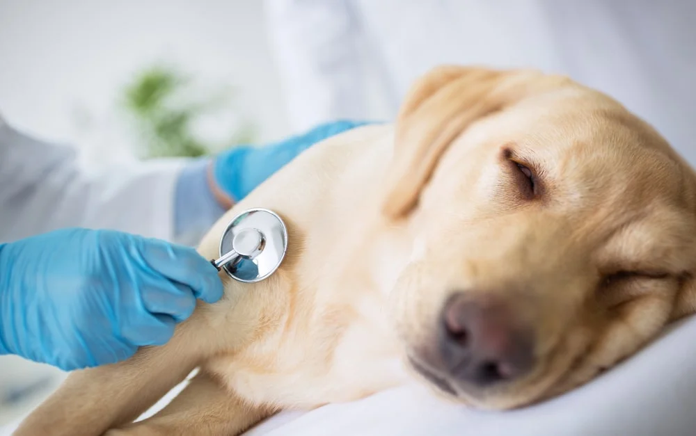 Vet uses a stethescope on a sick dog