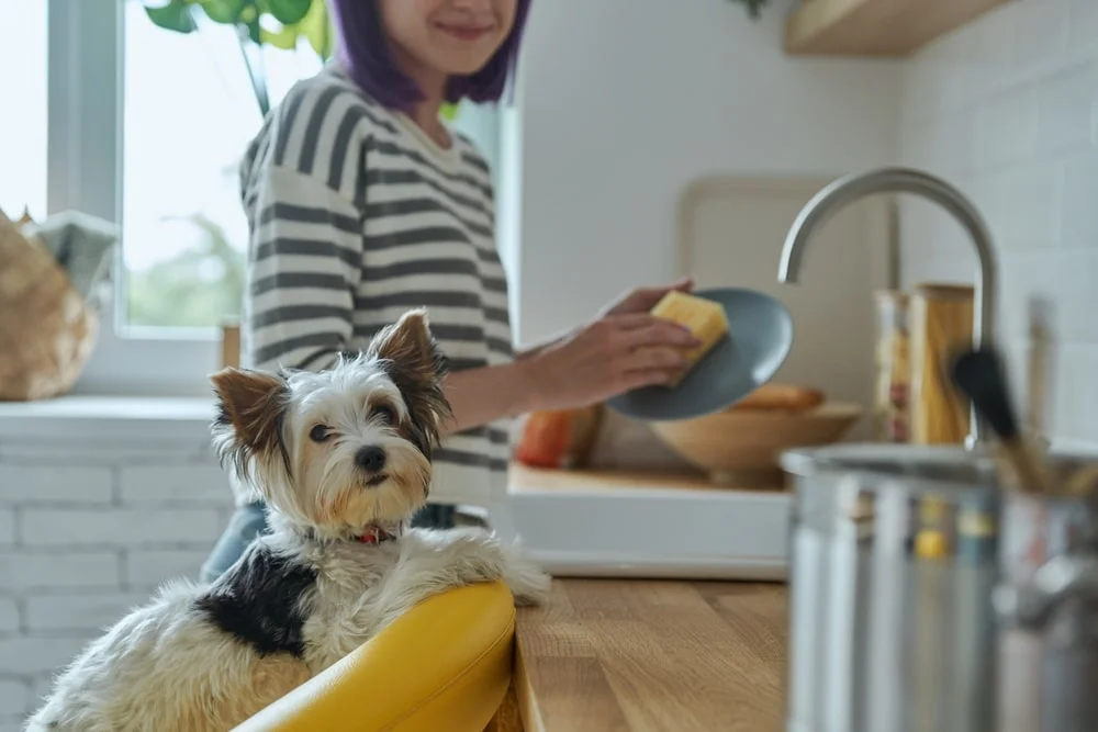 A woman washes a plate while her small dog sits in a chair beside her. 