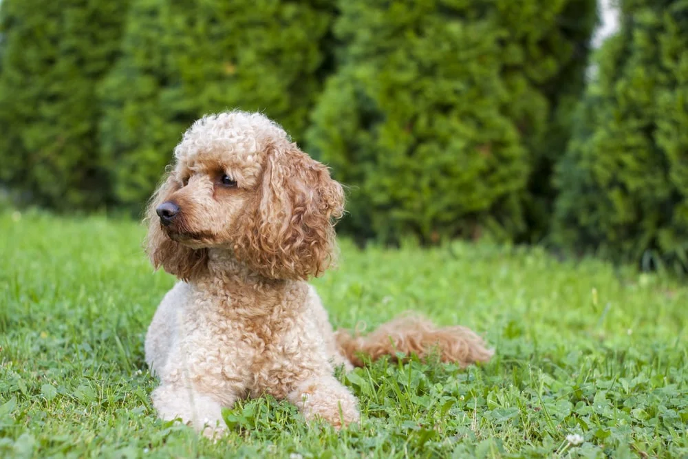 Picture of Poodle breed