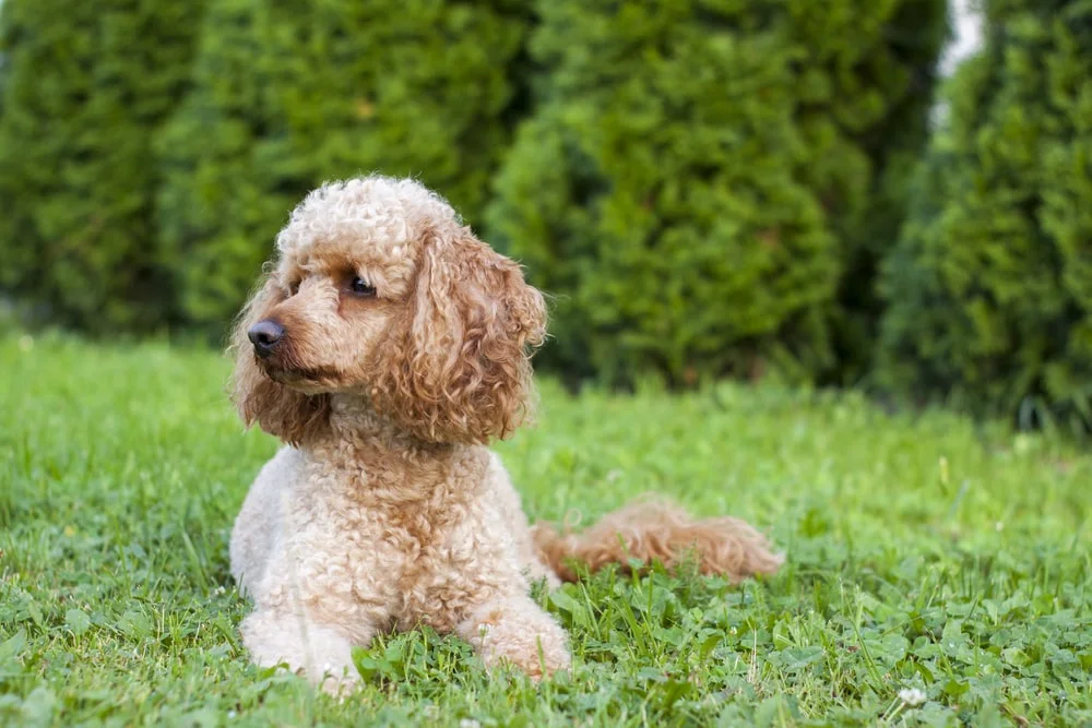 Toy Poodle  VCA Animal Hospitals