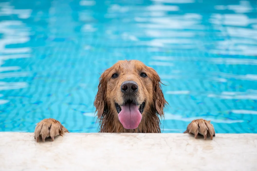 Pool and Water Safety for Dogs