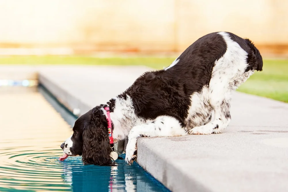 An English springer spaniel drinks pool water from the edge of a pool. 