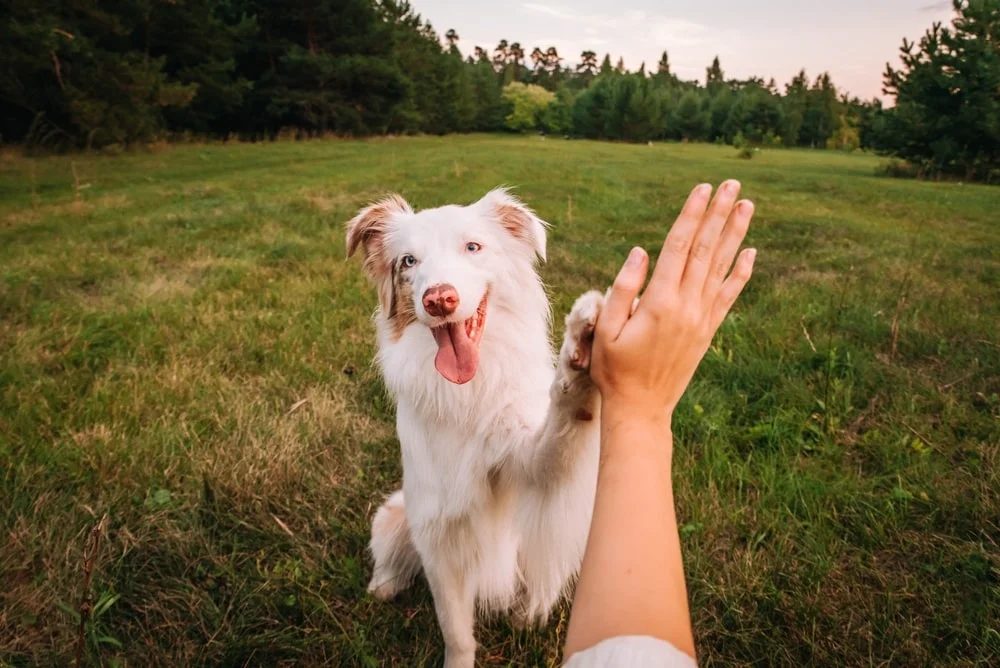 dog giving a hand a high five