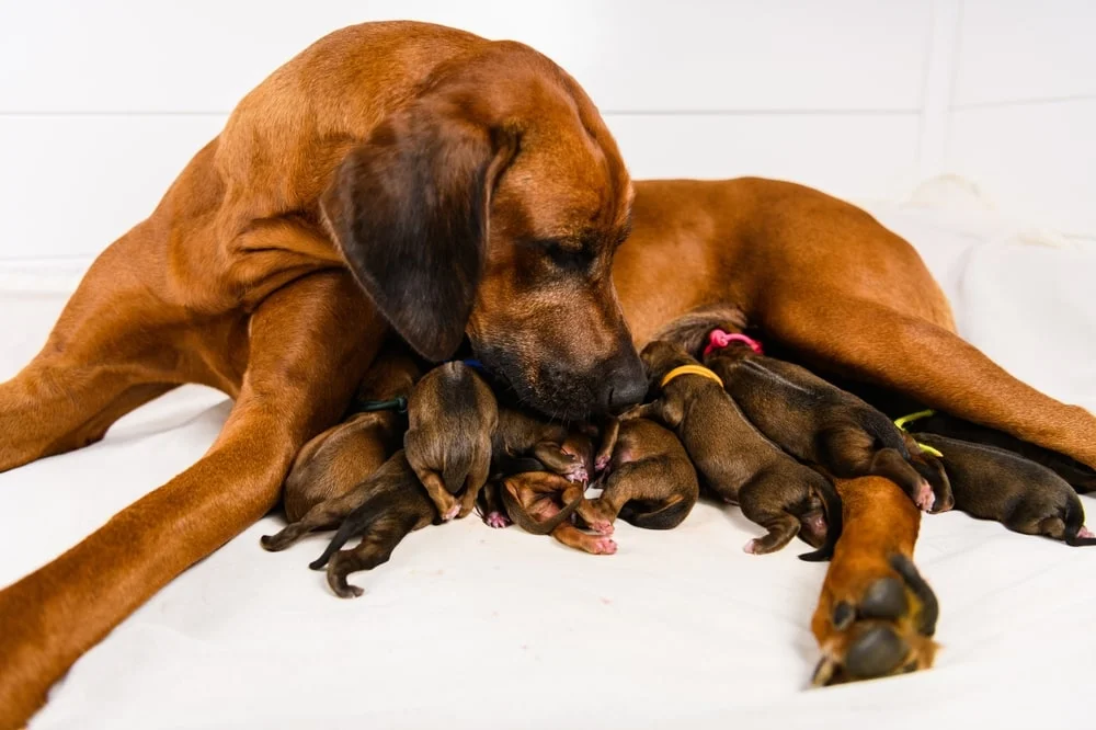 Dog feeding her puppies