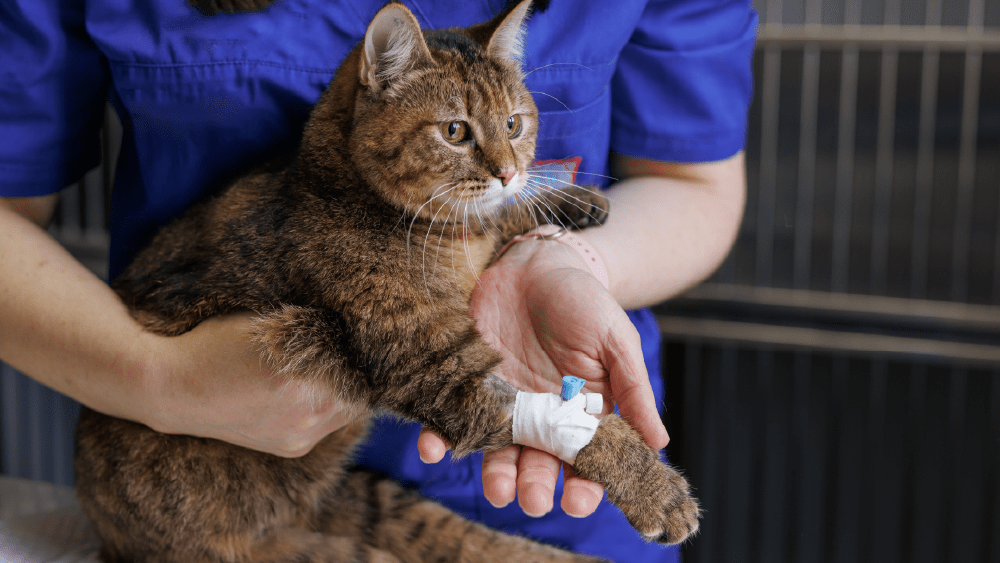 A veterinarian in blue scrubs holds a brown tabby cat with a bandaged front paw and an intravenous (IV) catheter inserted. The cat appears alert while being gently supported in a clinical setting, likely a veterinary clinic.