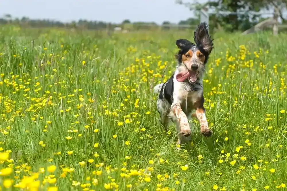 A brown, white, and black dog with floppy ears leaps through a field of yellow flowers.