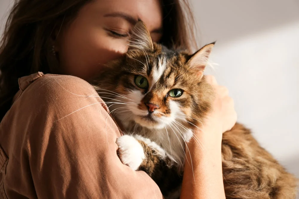 A person cuddles a long-haired tortoiseshell cat.