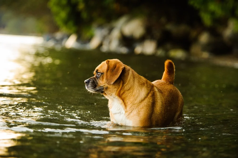 Puggle dog outdoors standing in water.