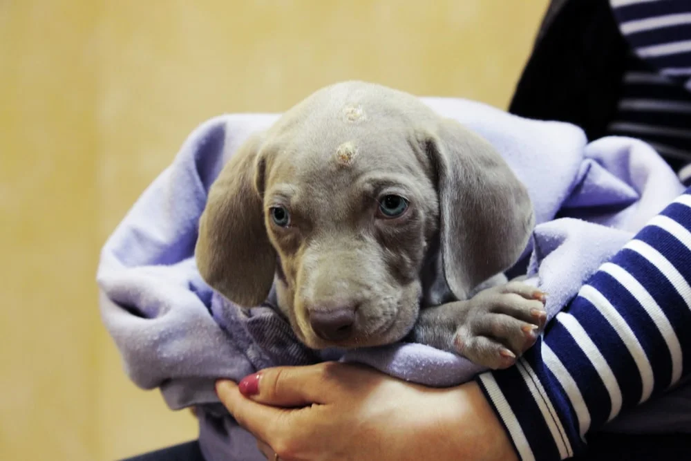 Holding a gray dog with pyoderma