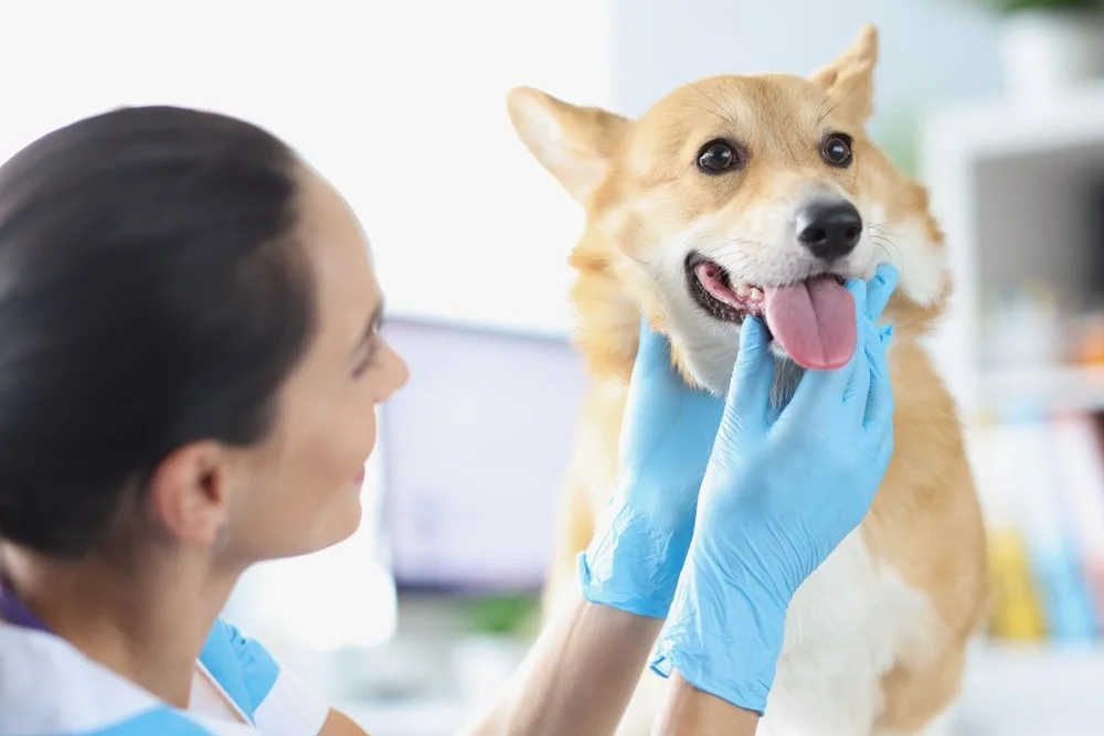 A veterinarian conducting a physical examination on a dog.