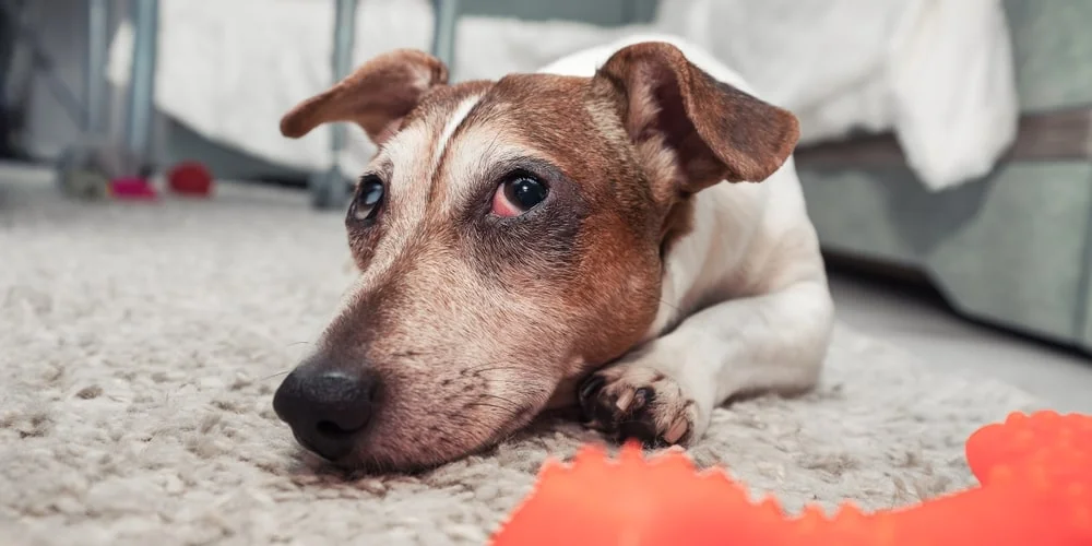 Dog with red eyes