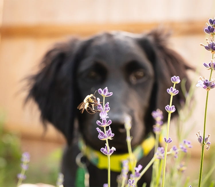 Dog looking at a bee