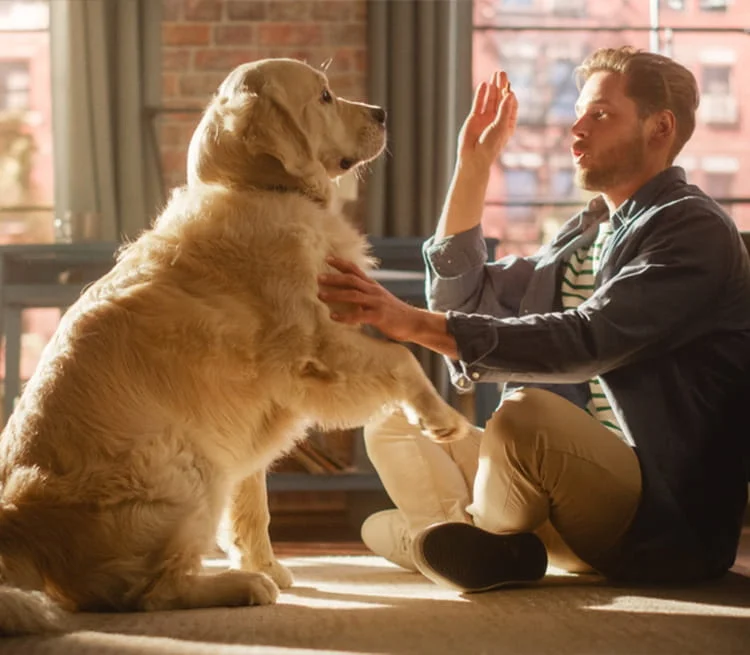 A dog playing with his onwer on the floor