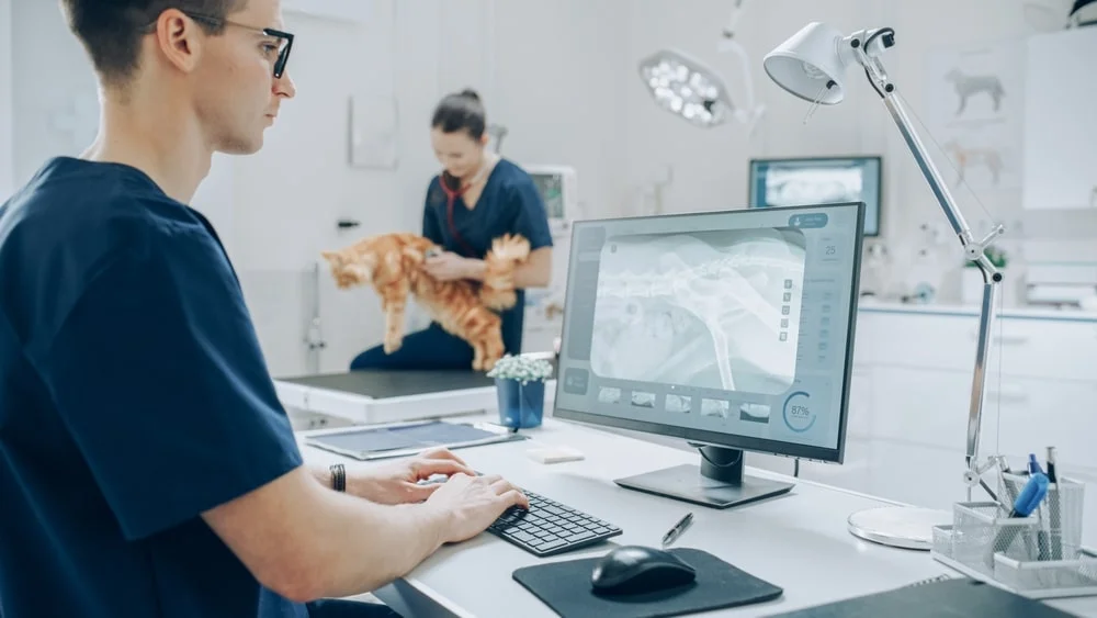 vet looking at a cat xray