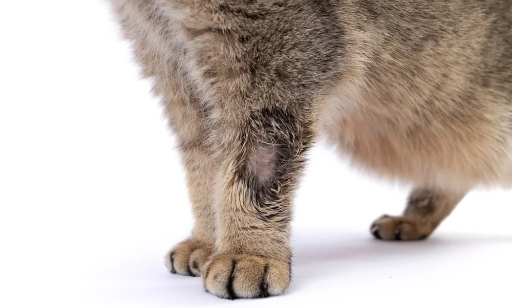 Close-up of a cat’s leg with a ringworm infection.