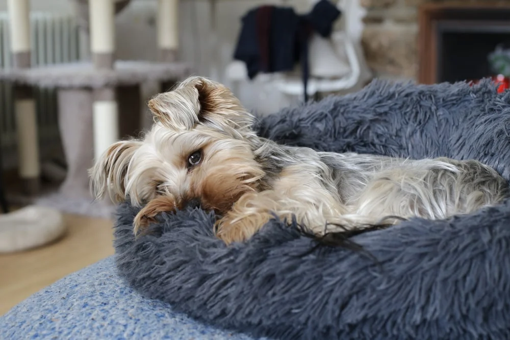 A Yorkshire terrier lays on their fluffy dog bed. 