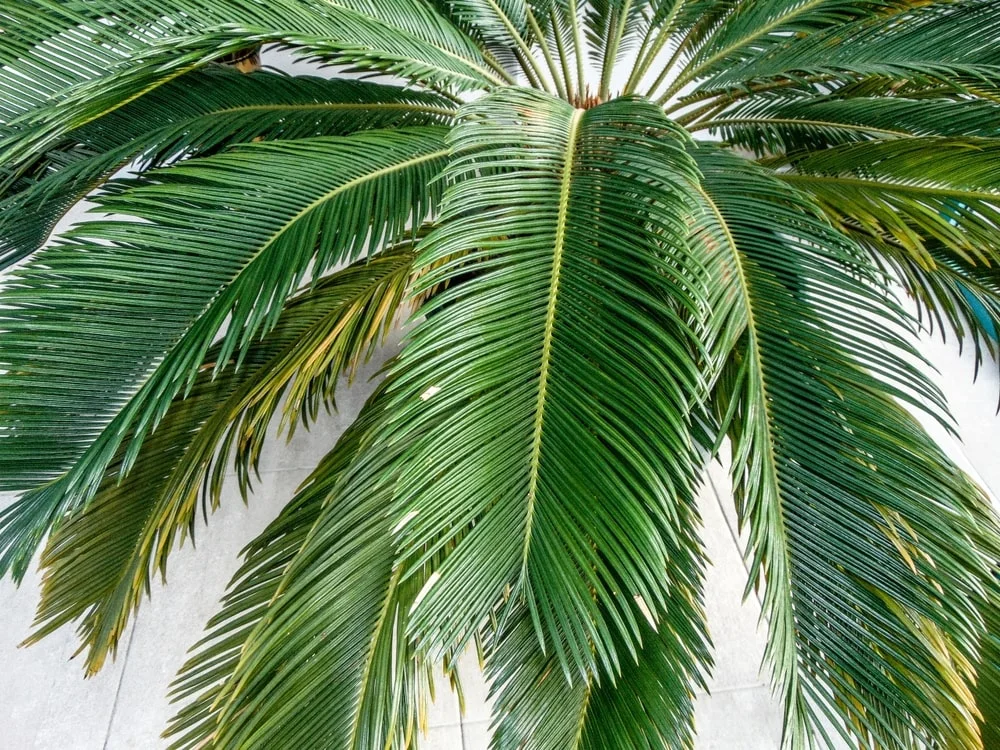 Sago palm